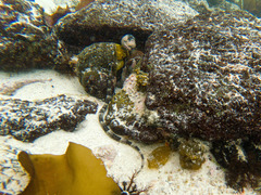 Syngnathus temminckii