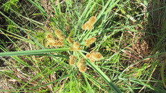 Cyperus ligularis image