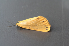 Setina