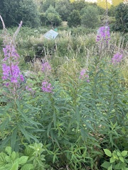 Chamaenerion angustifolium