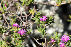 Delosperma versicolor