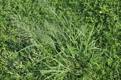 Leptochloa