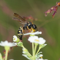 Parancistrocerus pedestris