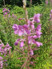 Chamaenerion angustifolium