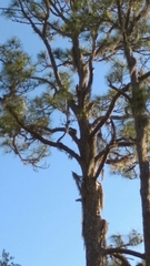 Sciurus niger shermani