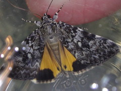 Catocala lineella