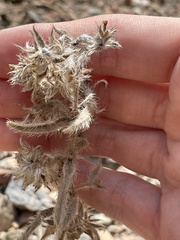 Oreocarya flavoculata