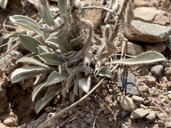 Oreocarya flavoculata