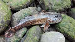 Cottus gobio