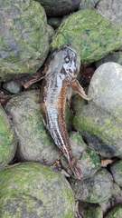Cottus gobio