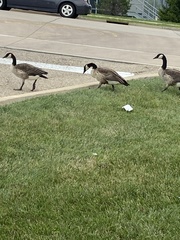 Branta canadensis
