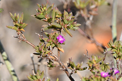 Delosperma versicolor