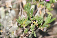Delosperma versicolor