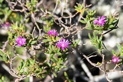 Delosperma versicolor