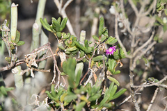 Delosperma versicolor