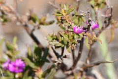 Delosperma versicolor