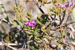 Delosperma versicolor