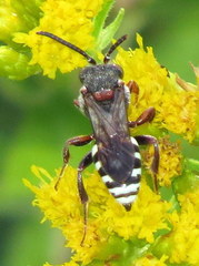 Nomada vicina