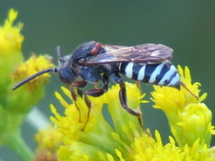 Nomada vicina