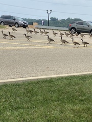 Branta canadensis