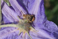 Penthobruchus germaini