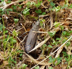 Dictyophorus griseus