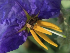 Penthobruchus germaini