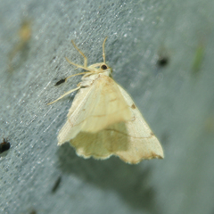 Eilicrinia trinotata
