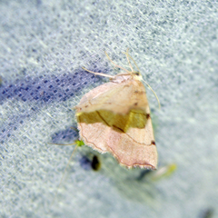 Eilicrinia trinotata