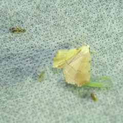 Eilicrinia trinotata