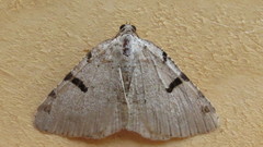 Macaria subcessaria