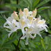 Rhododendron occidentale - Photo (c) Eric in SF, μερικά δικαιώματα διατηρούνται (CC BY-NC-ND)