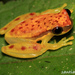 Red-skirted Tree Frog - Photo (c) Santiago Ron, some rights reserved (CC BY-NC)