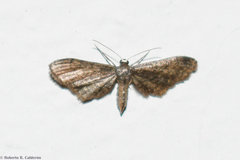 Protoproutia laredoata