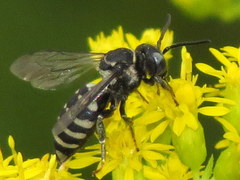 Triepeolus brittaini