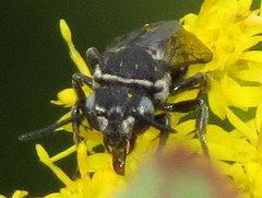 Triepeolus brittaini