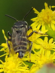 Triepeolus brittaini
