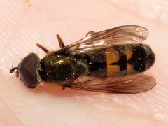 Pyrophaena rosarum