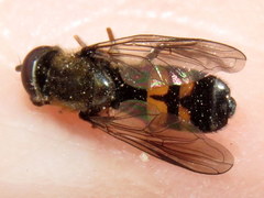 Pyrophaena rosarum