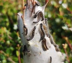 Eriogaster arbusculae