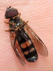 Pyrophaena rosarum