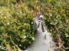 Eriogaster arbusculae