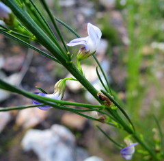 Psoralea diturnerae