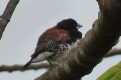 Spermestes bicolor nigriceps