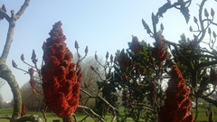 Rhus typhina