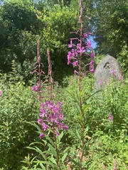 Chamaenerion angustifolium