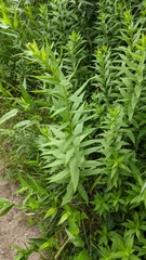 Solidago latissimifolia