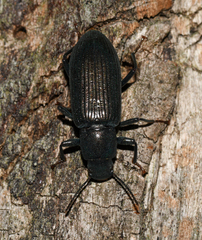 Xylopinus saperdoides