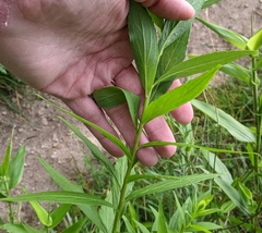 Solidago latissimifolia