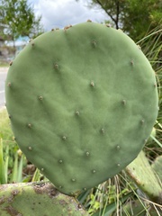 Opuntia tunoidea